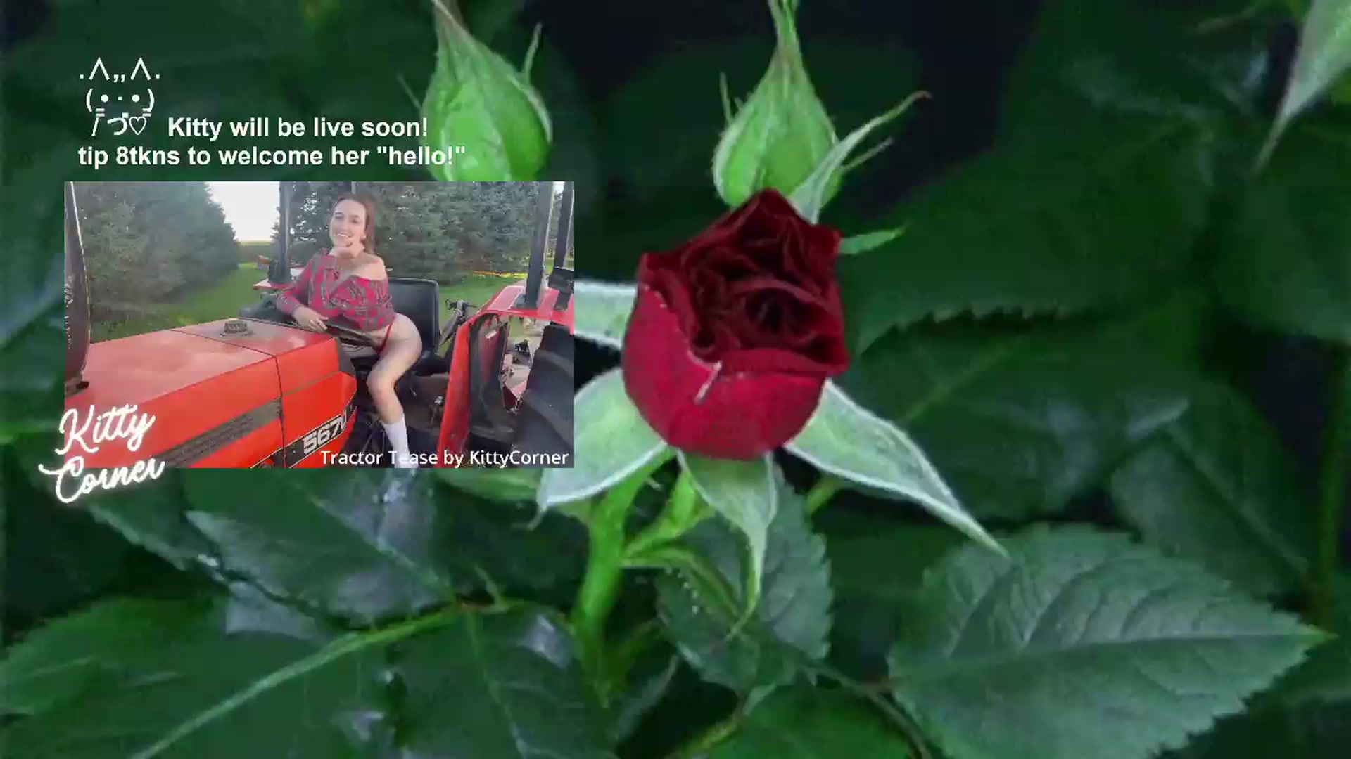 Gallery image thumbnail from KittyCorner's myfreecams stream on, 07/01/2026, 19:09 image 1 of 20