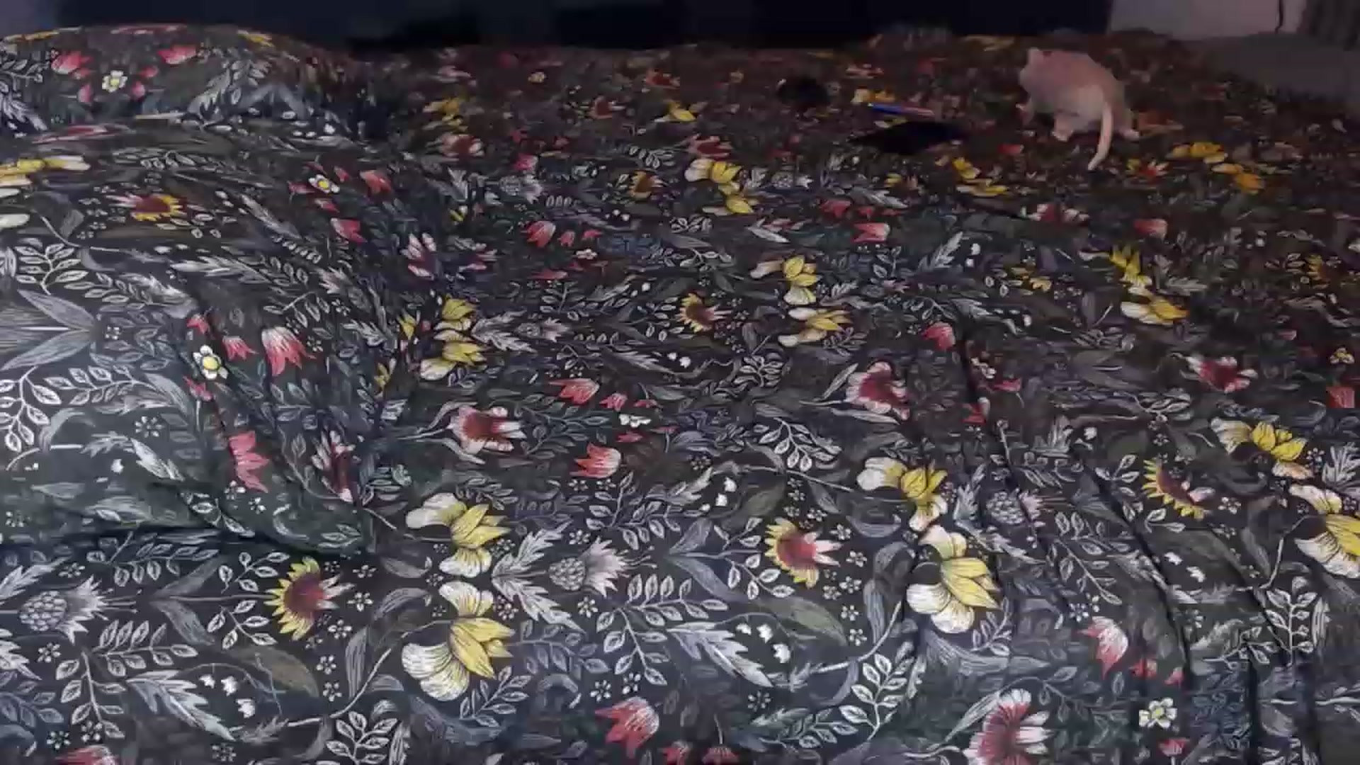 Gallery image thumbnail from KittySasha's myfreecams stream on, 02/23/2023, 18:58 image 2 of 20