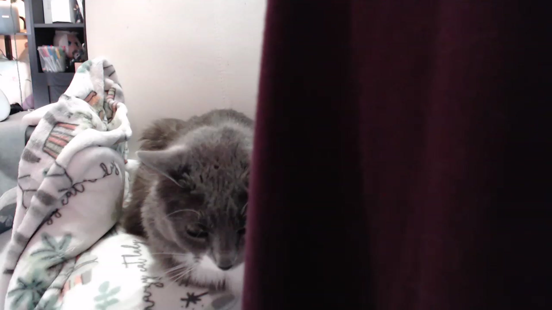 Gallery image thumbnail from KittySmolz's myfreecams stream on, 01/31/2023, 07:51 image 14 of 20