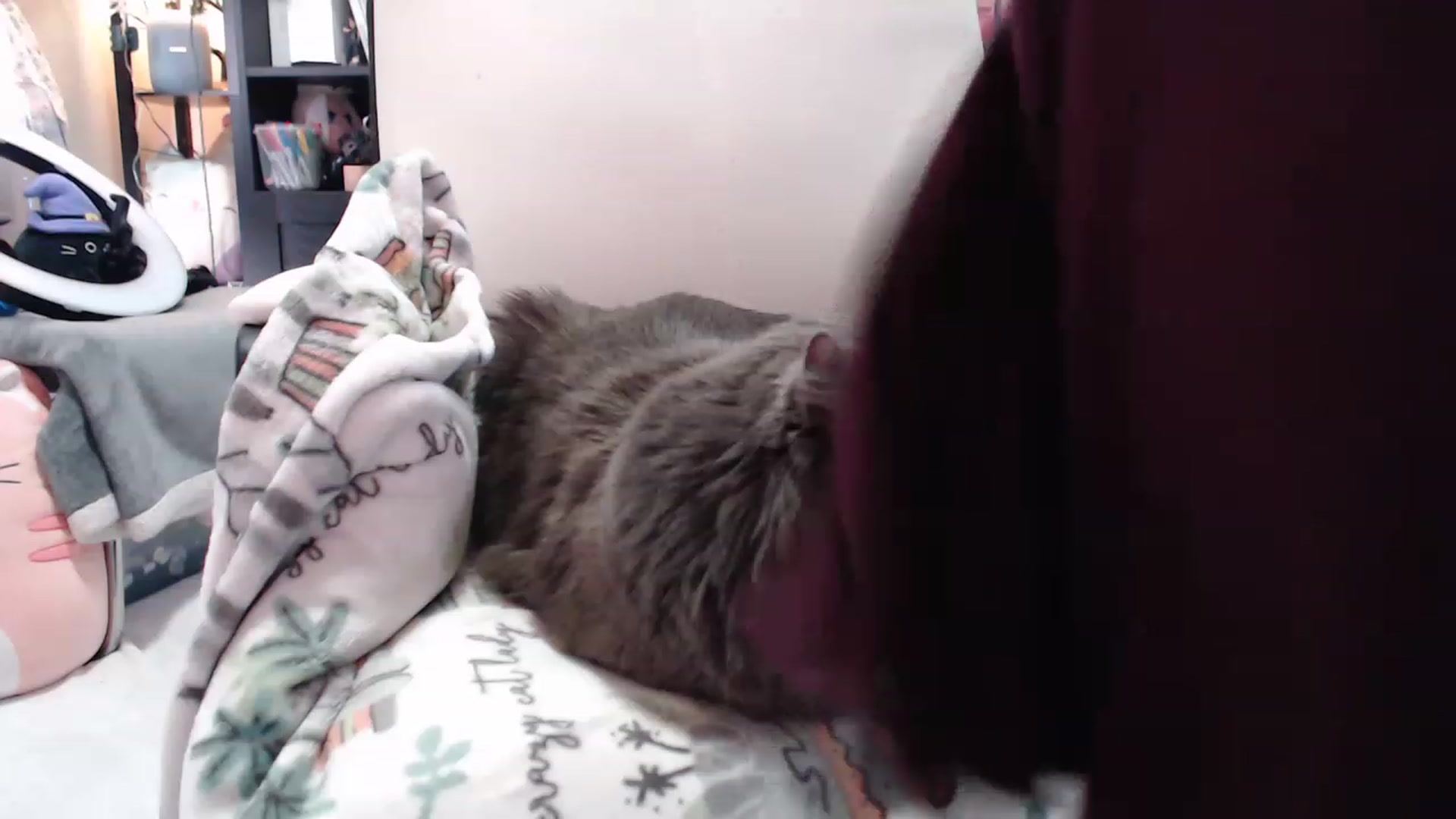 Gallery image thumbnail from KittySmolz's myfreecams stream on, 01/31/2023, 07:51 image 15 of 20