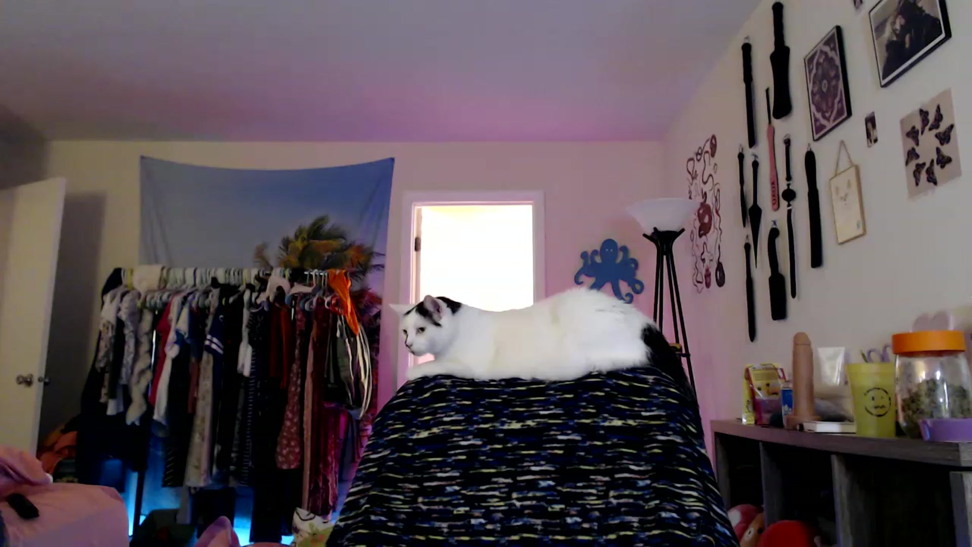 Gallery image thumbnail from Kittylacee's myfreecams stream on, 12/25/2022, 12:58 image 4 of 20
