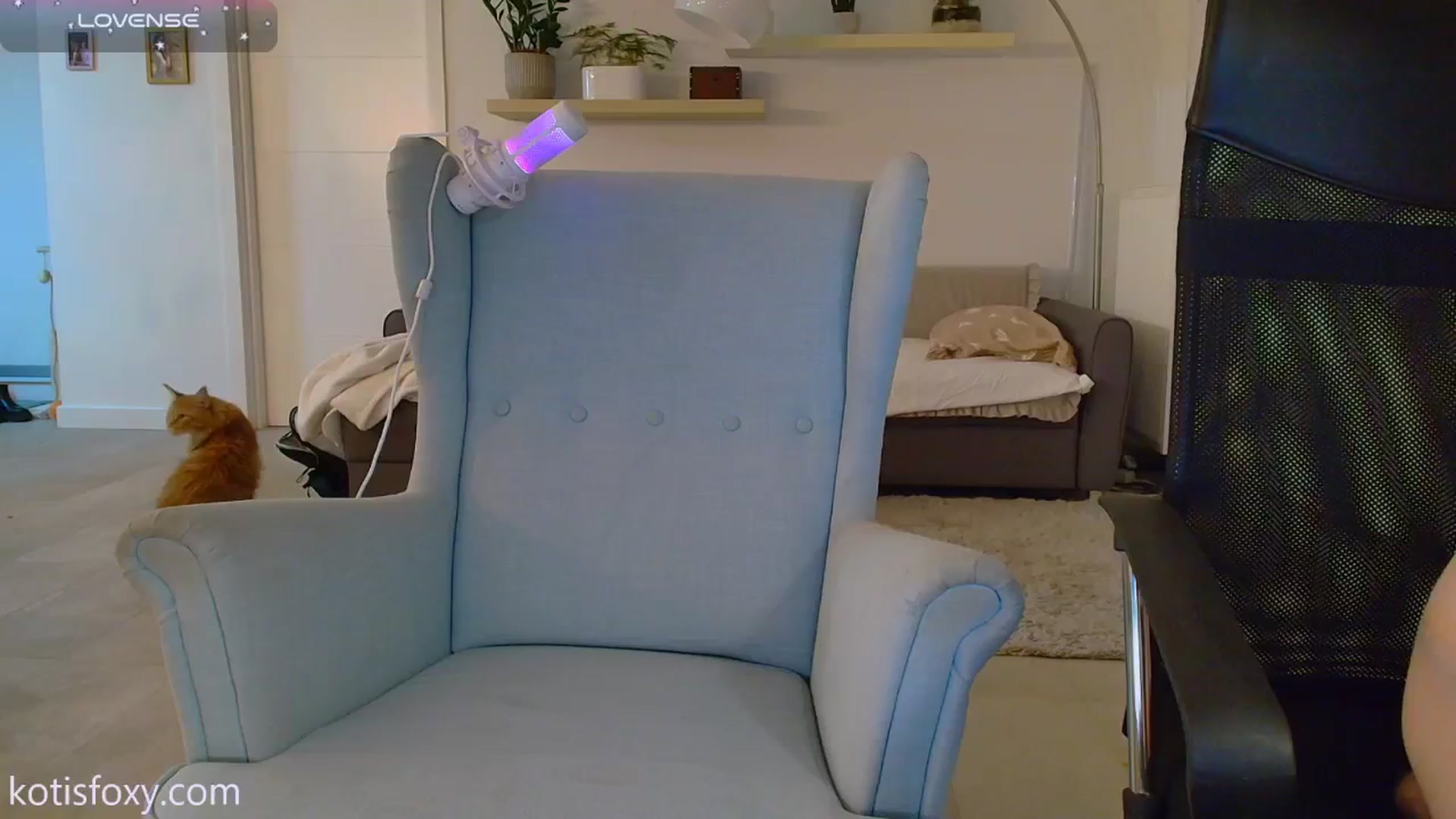 Gallery image thumbnail from KotisFoxy's myfreecams stream on, 12/16/2024, 03:49 image 13 of 20