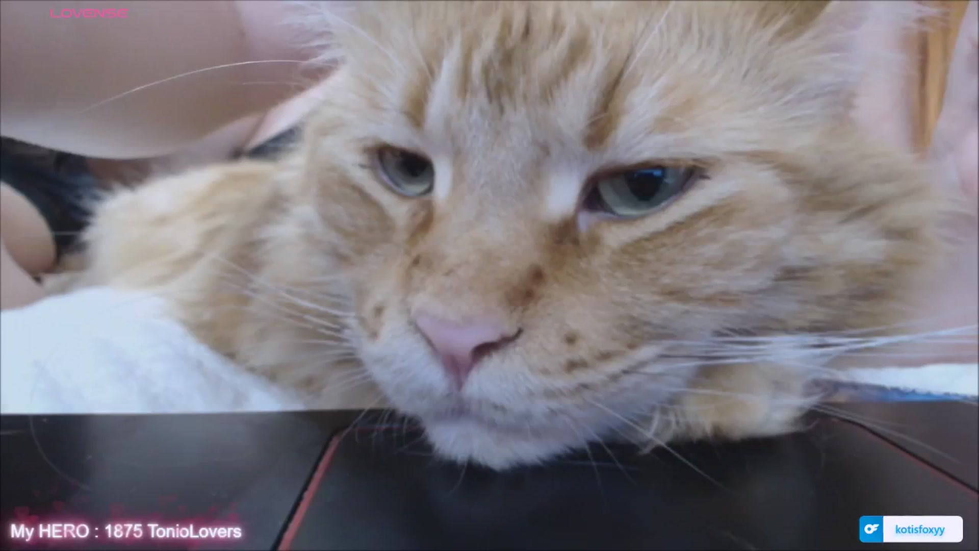 Gallery image thumbnail from KotisFoxy's myfreecams stream on, 04/01/2025, 23:47 image 9 of 20
