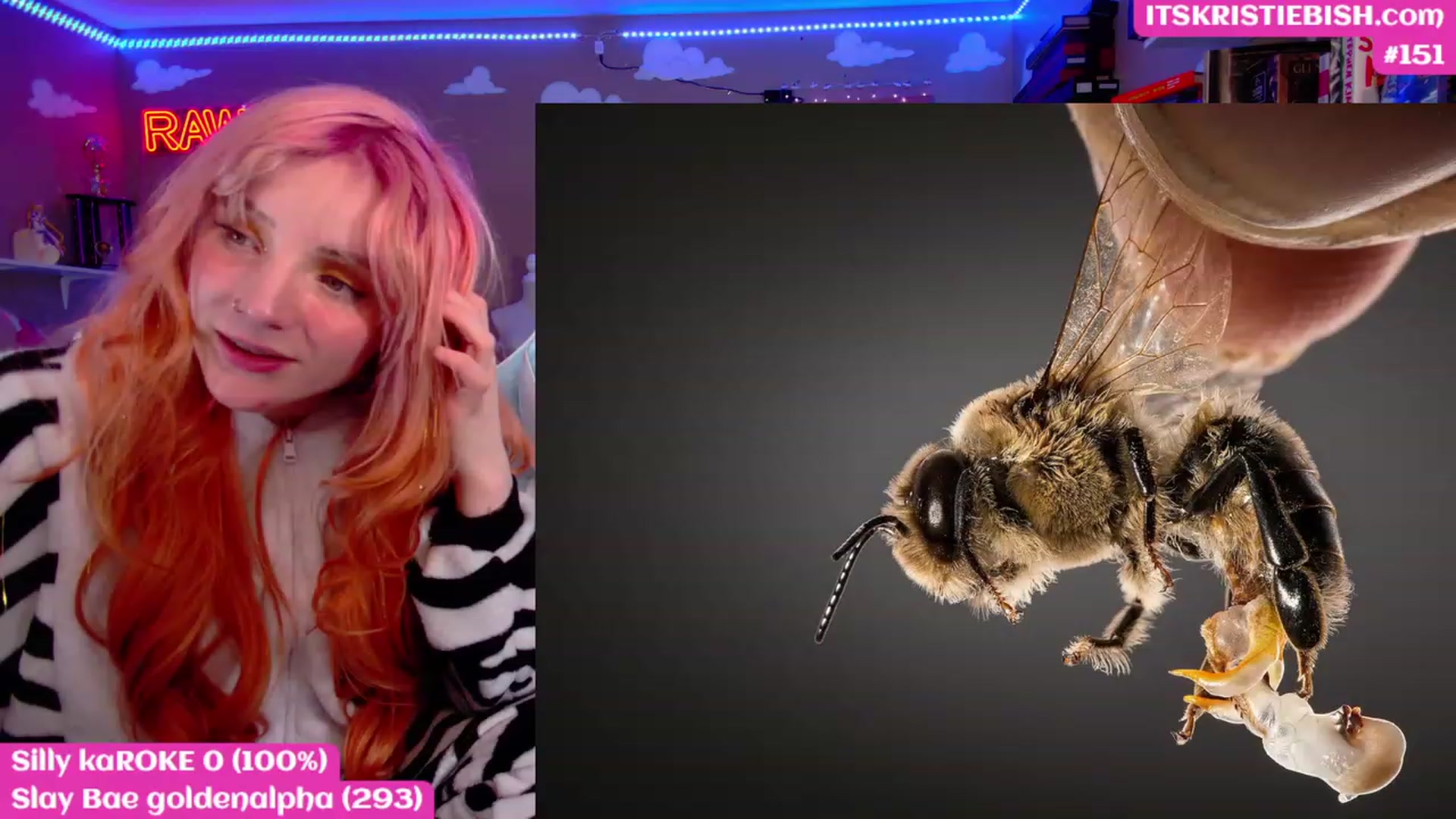 Gallery image thumbnail from KristieBish's myfreecams stream on, 03/06/2023, 07:32 image 12 of 20
