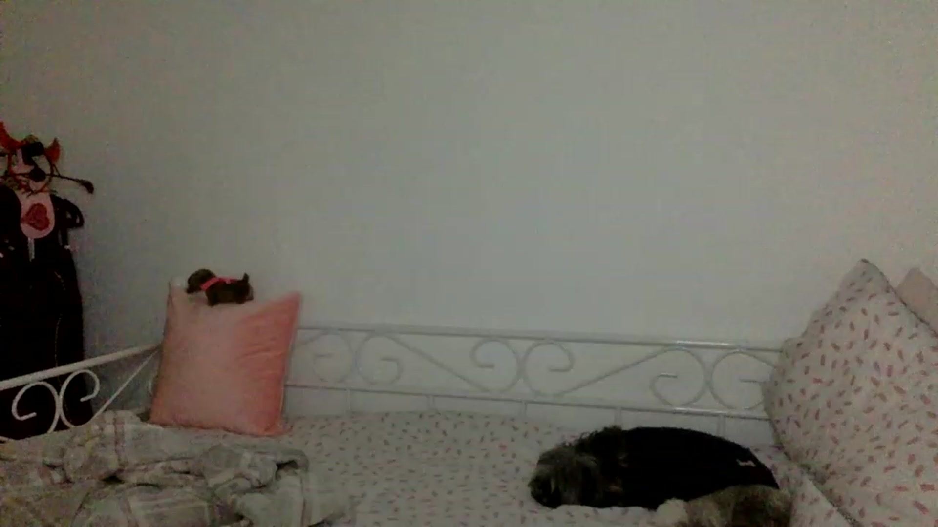 Gallery image thumbnail from Kurvy_Khloe's myfreecams stream on, 11/27/2022, 18:08 image 8 of 20