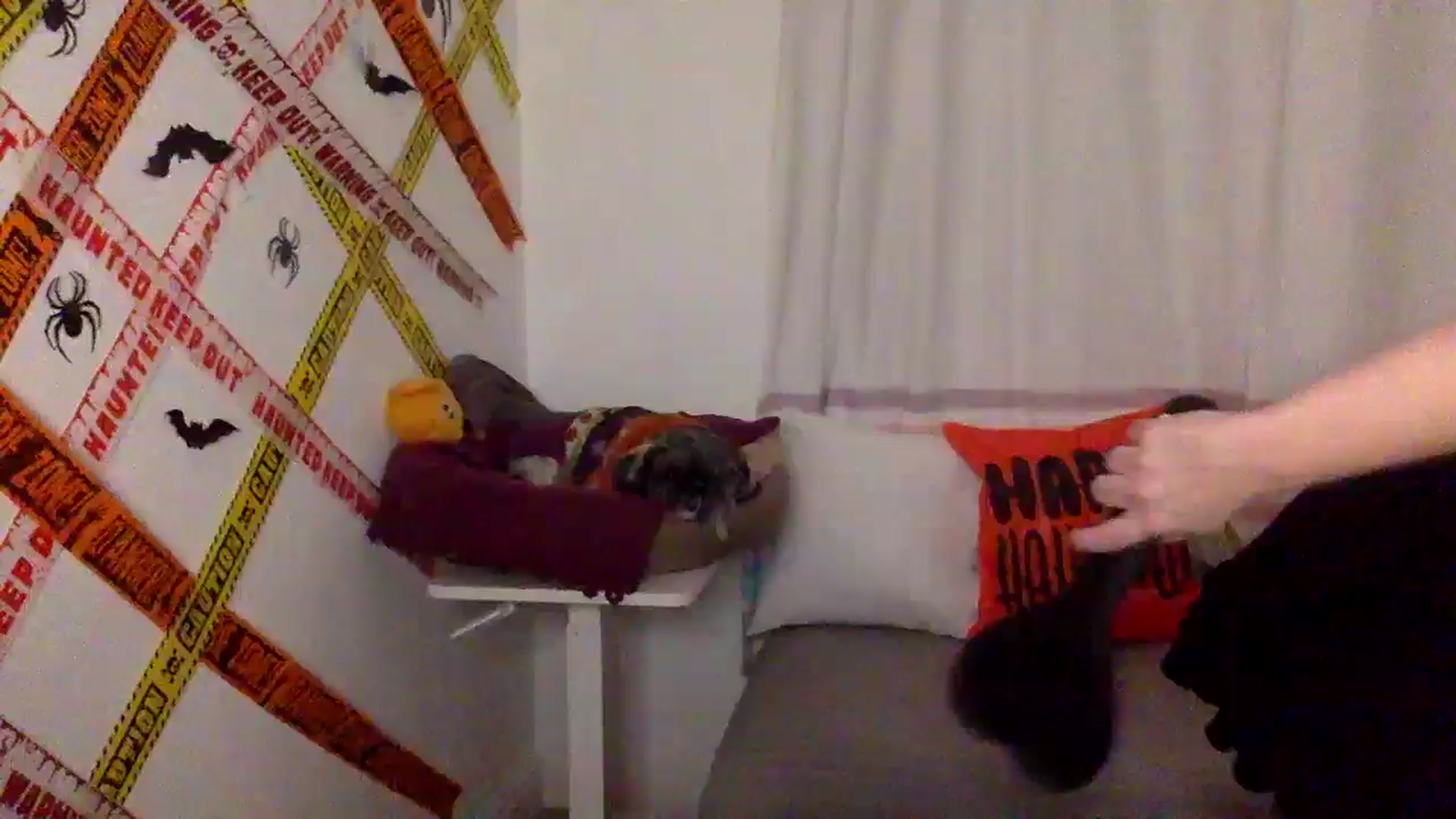 Gallery image thumbnail from Kurvy_Khloe's myfreecams stream on, 10/22/2025, 21:01 image 13 of 20