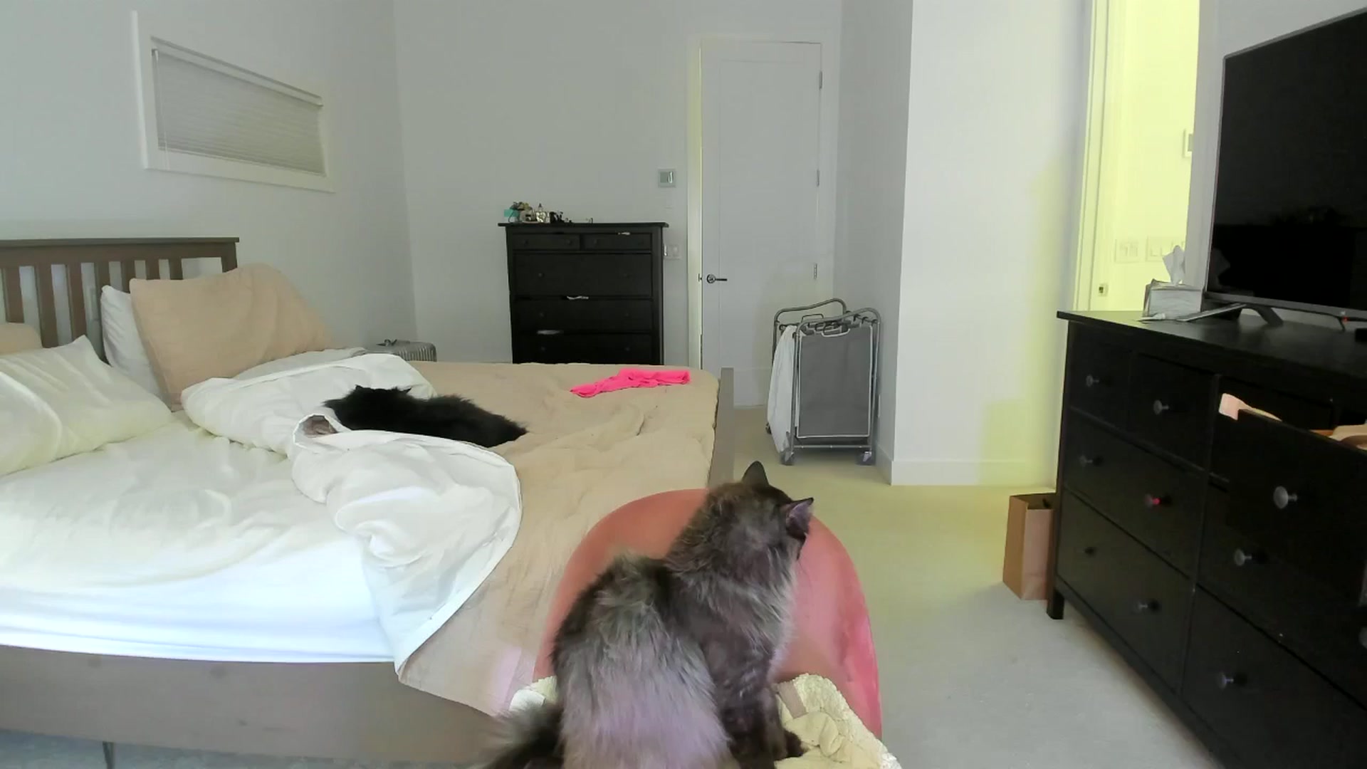 Gallery image thumbnail from Kymmmy's myfreecams stream on, 06/24/2024, 20:22 image 14 of 20