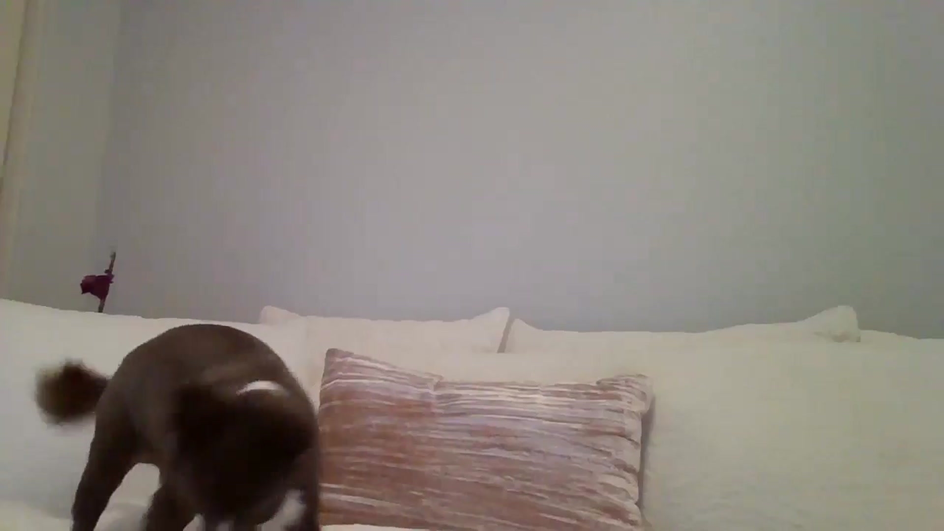 Gallery image thumbnail from LVDOLL's myfreecams stream on, 08/19/2025, 03:11 image 16 of 20