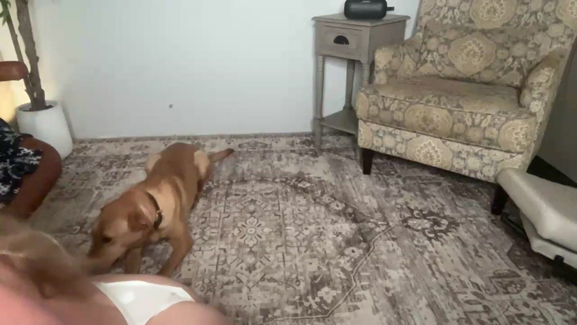 Gallery image thumbnail from Laceygreyy's myfreecams stream on, 06/05/2026, 05:27 image 8 of 20