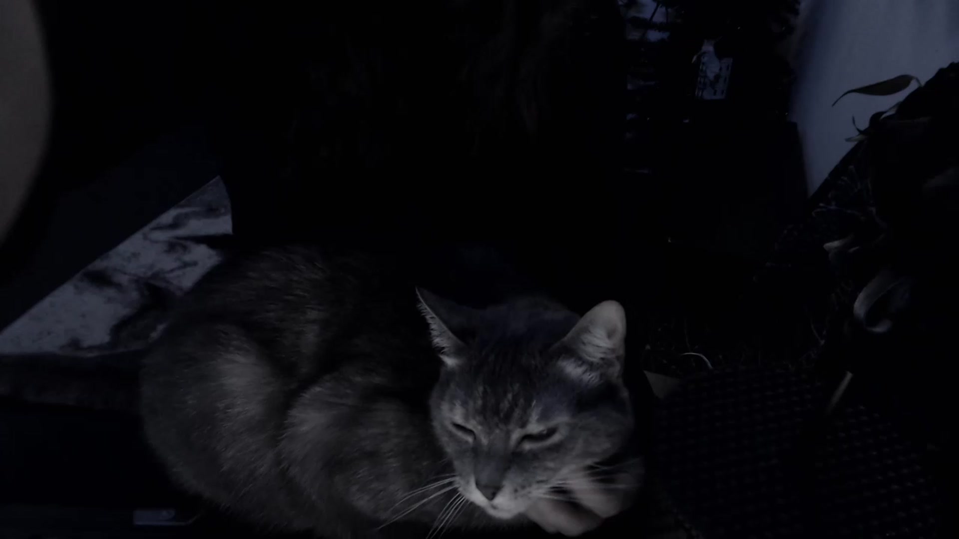 Gallery image thumbnail from LadyMarceline's myfreecams stream on, 02/04/2023, 06:48 image 1 of 20