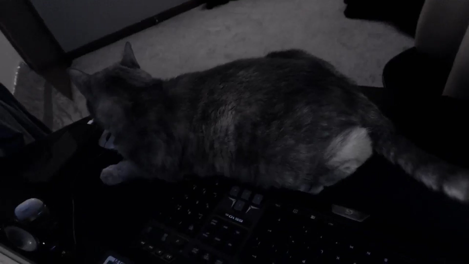 Gallery image thumbnail from LadyMarceline's myfreecams stream on, 03/27/2026, 05:25 image 3 of 20