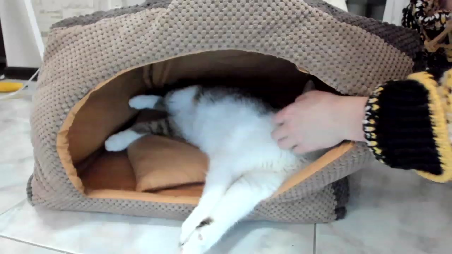 Gallery image thumbnail from Lana_Kitty20's myfreecams stream on, 11/21/2022, 24:28 image 3 of 20