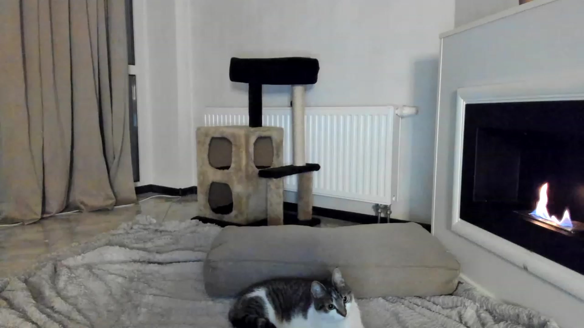 Gallery image thumbnail from Lana_Kitty20's myfreecams stream on, 01/12/2023, 22:21 image 13 of 20