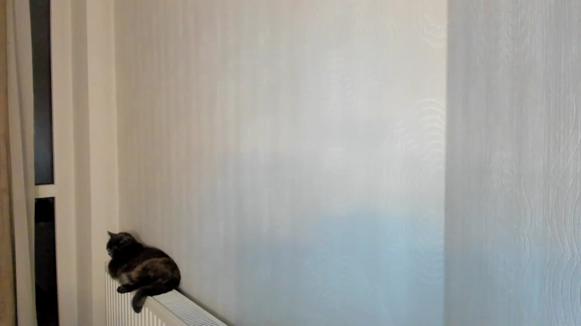 Gallery image thumbnail from Lana_Kitty20's myfreecams stream on, 03/16/2023, 01:27 image 16 of 20