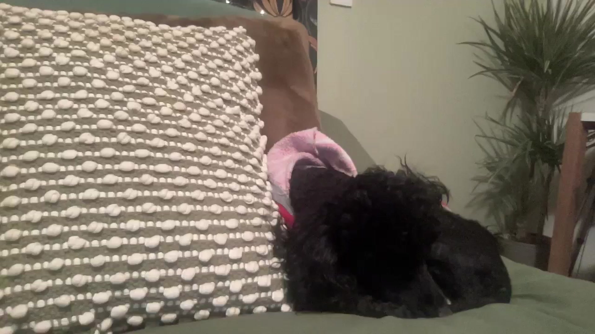 Gallery image thumbnail from LaraLaughs's myfreecams stream on, 12/24/2023, 22:07 image 2 of 20