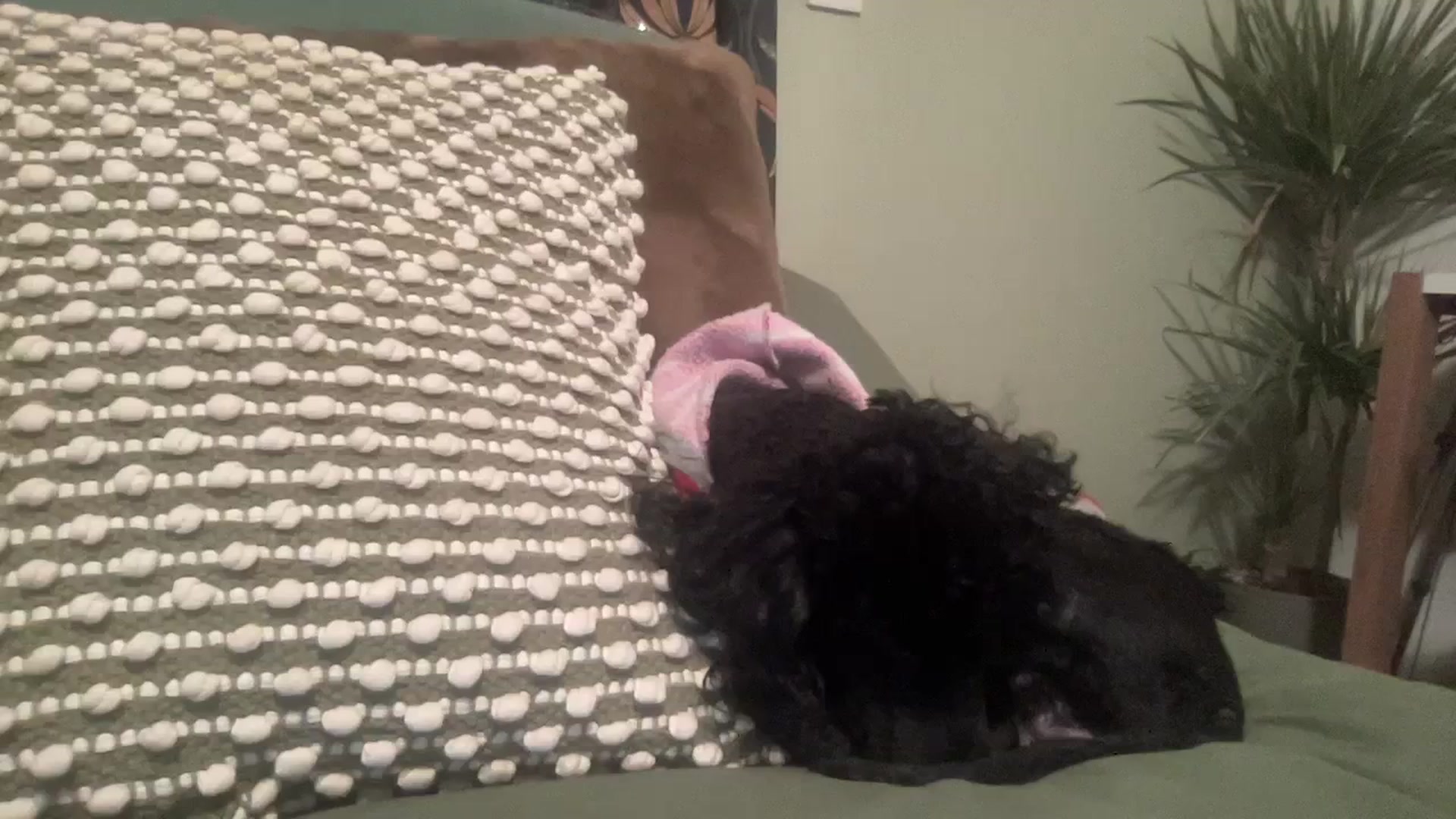 Gallery image thumbnail from LaraLaughs's myfreecams stream on, 12/24/2023, 22:07 image 1 of 20