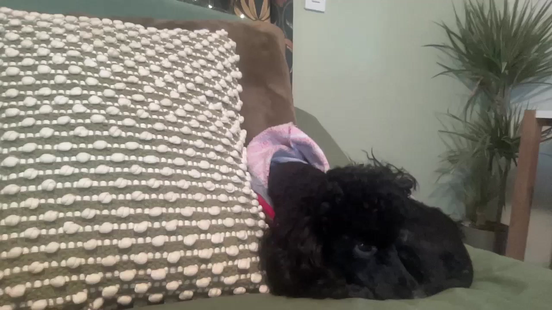 Gallery image thumbnail from LaraLaughs's myfreecams stream on, 12/24/2023, 22:07 image 3 of 20