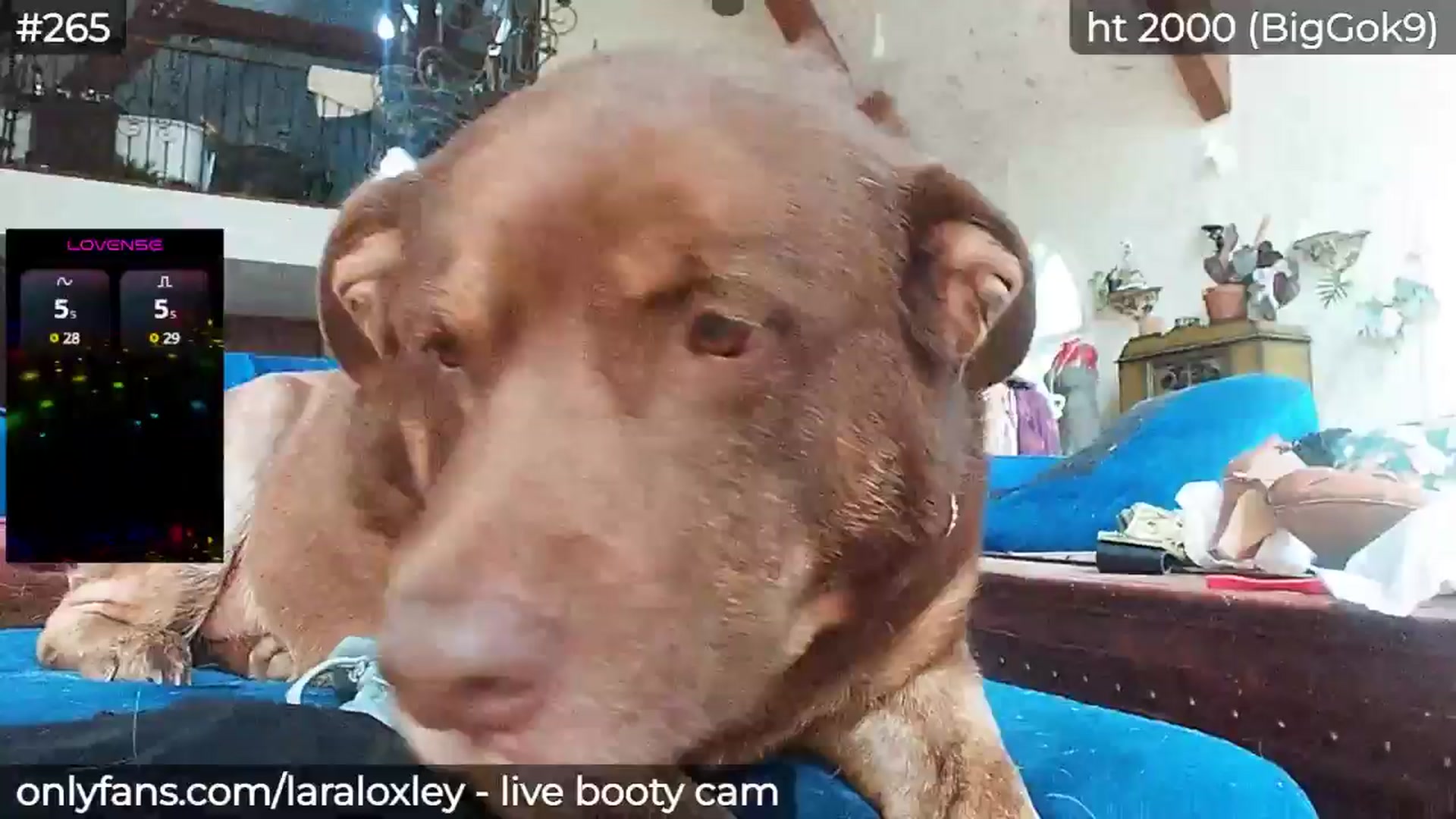 Gallery image thumbnail from LaraLoxley's myfreecams stream on, 05/13/2025, 24:03 image 15 of 20