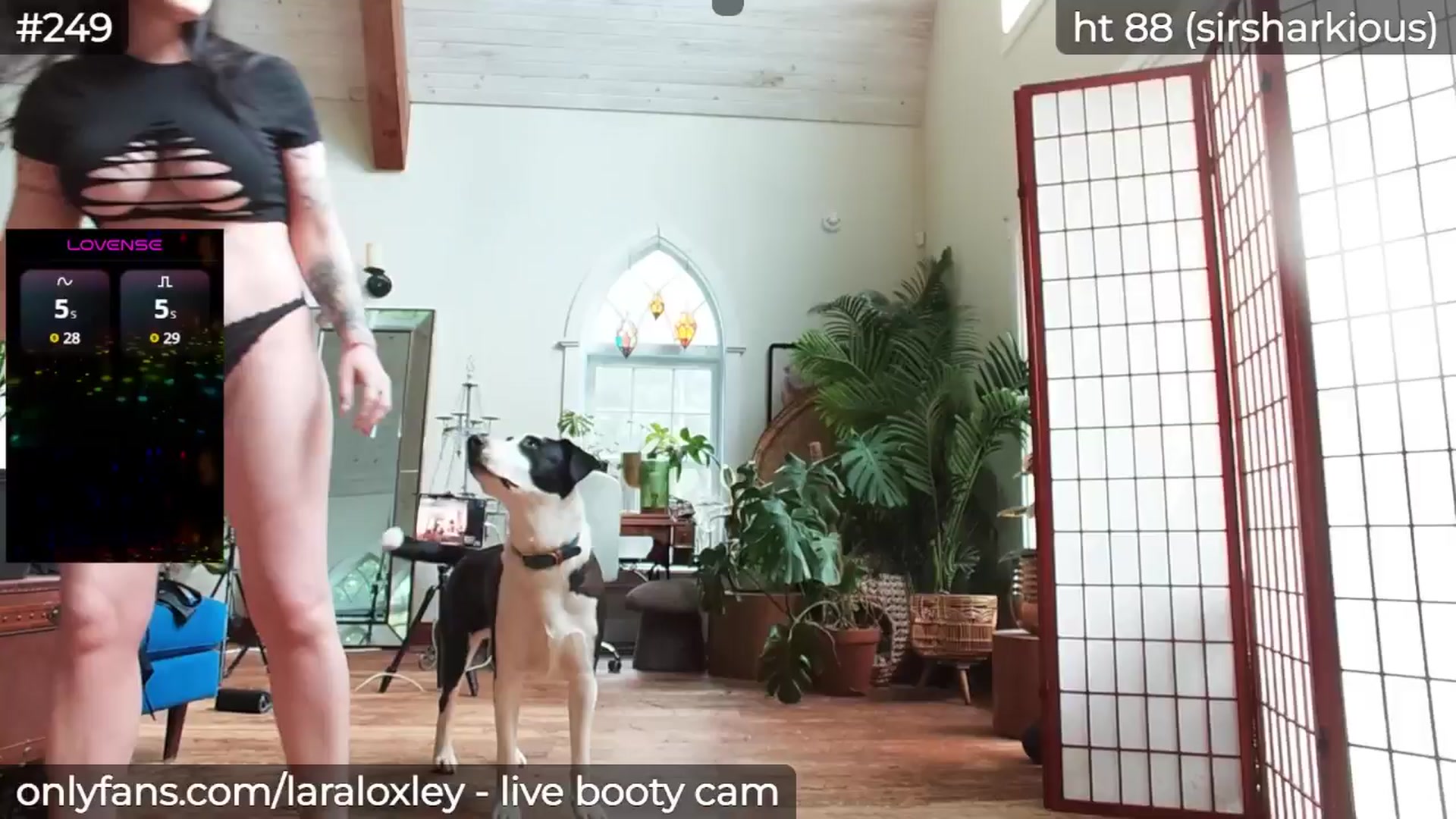 Gallery image thumbnail from LaraLoxley's myfreecams stream on, 05/26/2025, 22:55 image 3 of 20