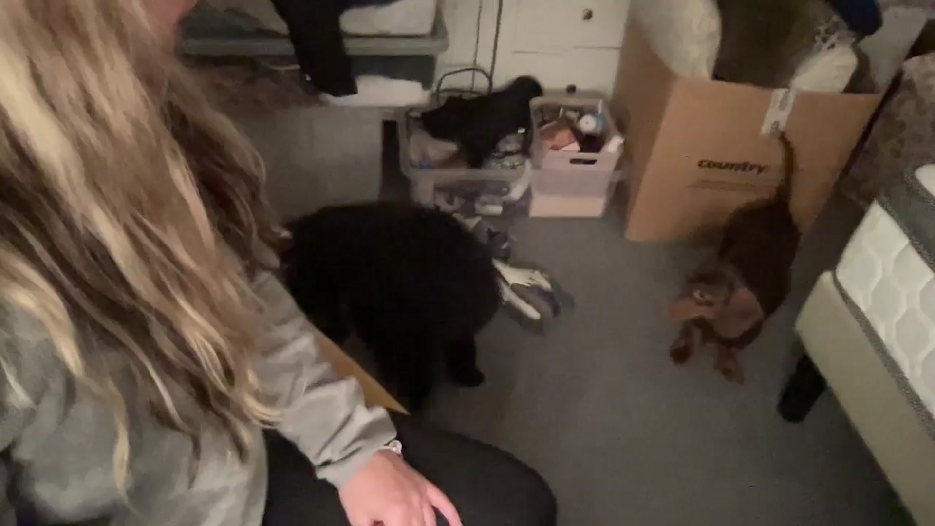 Gallery image thumbnail from LarasDen's myfreecams stream on, 11/18/2024, 19:47 image 20 of 20