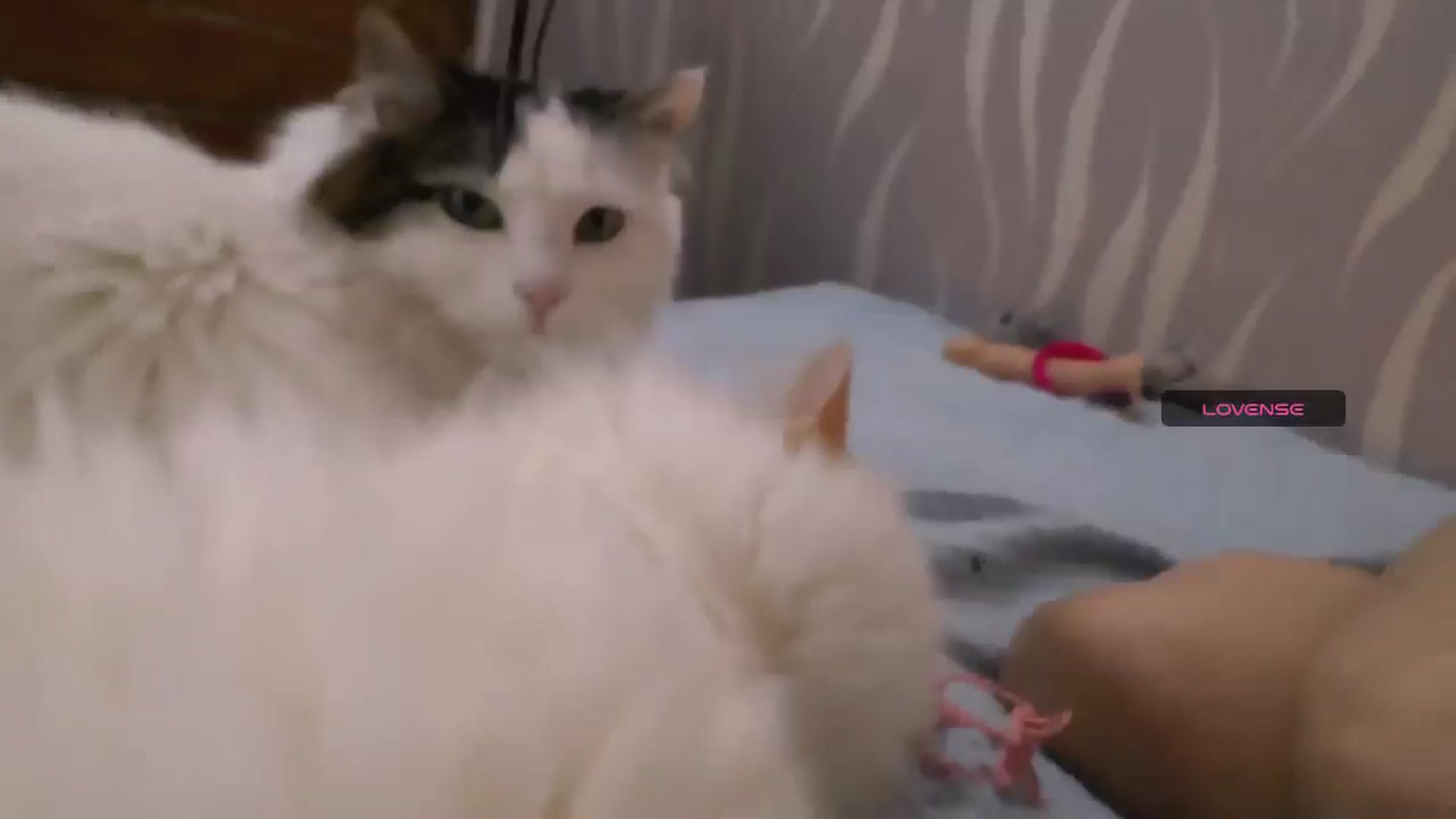 Gallery image thumbnail from LauraKat's myfreecams stream on, 01/27/2026, 24:52 image 9 of 20