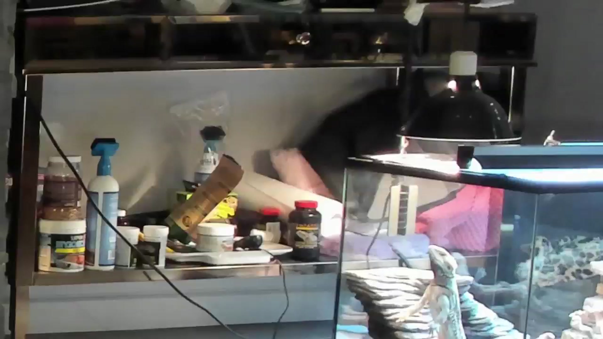 Gallery image thumbnail from Laurel's myfreecams stream on, 07/27/2024, 04:26 image 7 of 20