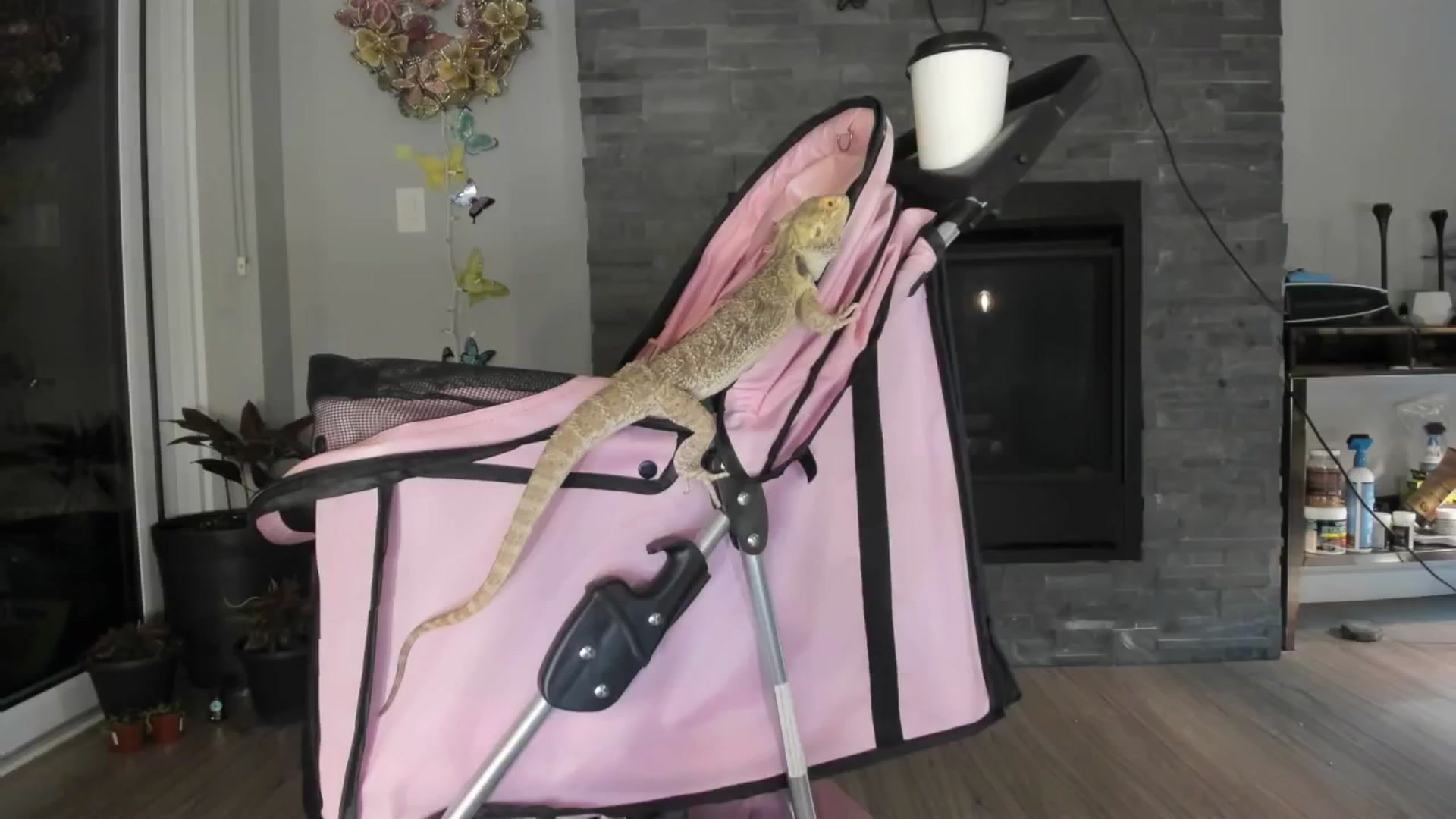 Gallery image thumbnail from Laurel's myfreecams stream on, 07/27/2024, 04:26 image 4 of 20
