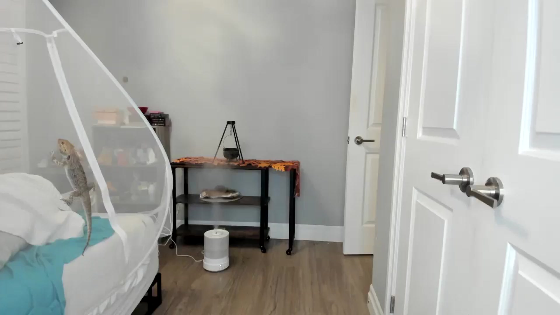 Gallery image thumbnail from Laurel's myfreecams stream on, 11/17/2025, 05:24 image 17 of 20