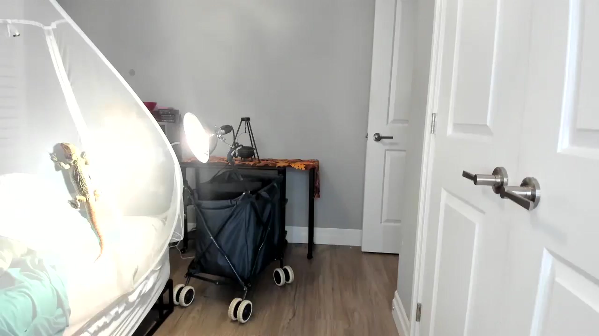 Gallery image thumbnail from Laurel's myfreecams stream on, 11/17/2025, 06:35 image 15 of 20
