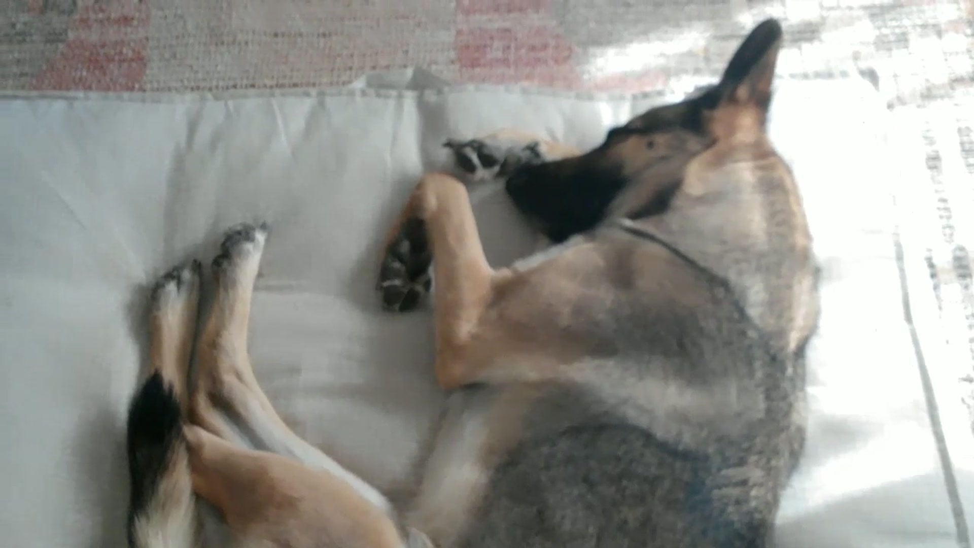 Gallery image thumbnail from Lena_bee's myfreecams stream on, 02/26/2024, 17:09 image 8 of 20