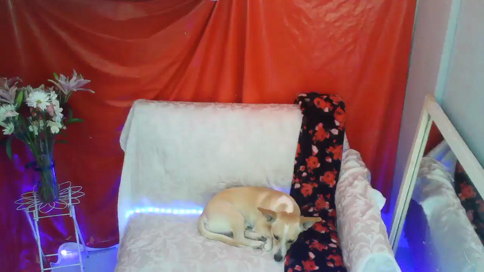 Gallery image thumbnail from Lexlovesex's myfreecams stream on, 02/24/2025, 02:00 image 8 of 20