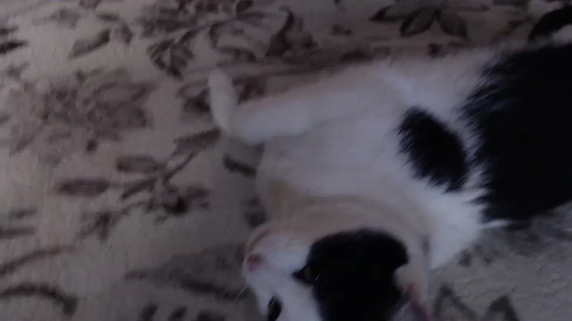 Gallery image thumbnail from Li_lit's myfreecams stream on, 06/11/2023, 22:15 image 15 of 20