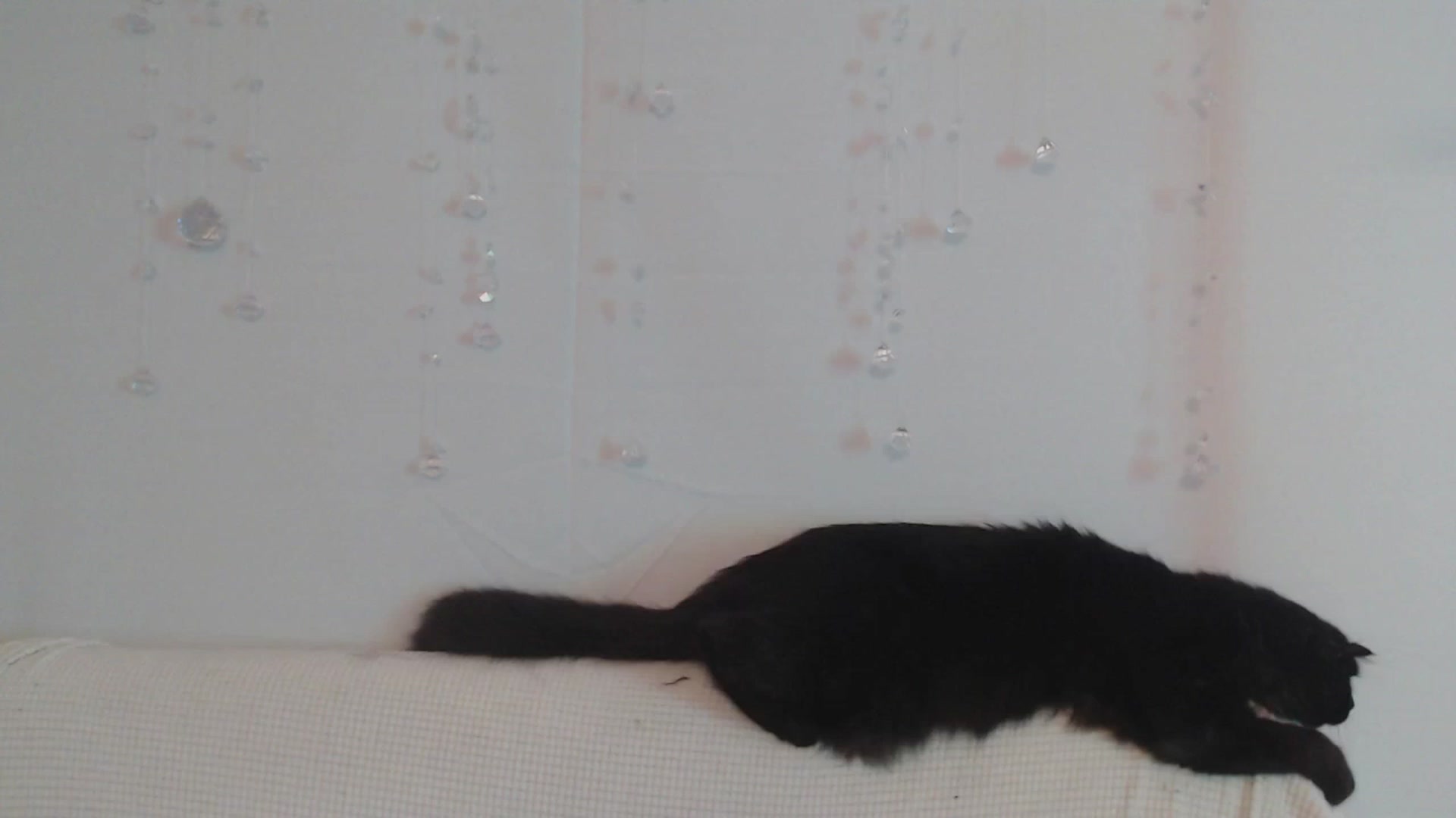 Gallery image thumbnail from LibbyxDoe's myfreecams stream on, 07/04/2023, 10:04 image 12 of 20