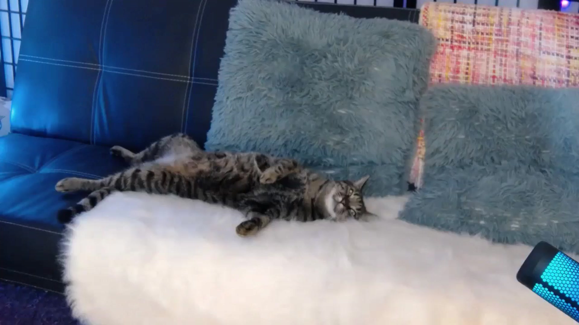 Gallery image thumbnail from LilFitVeve's myfreecams stream on, 12/12/2024, 20:19 image 20 of 20
