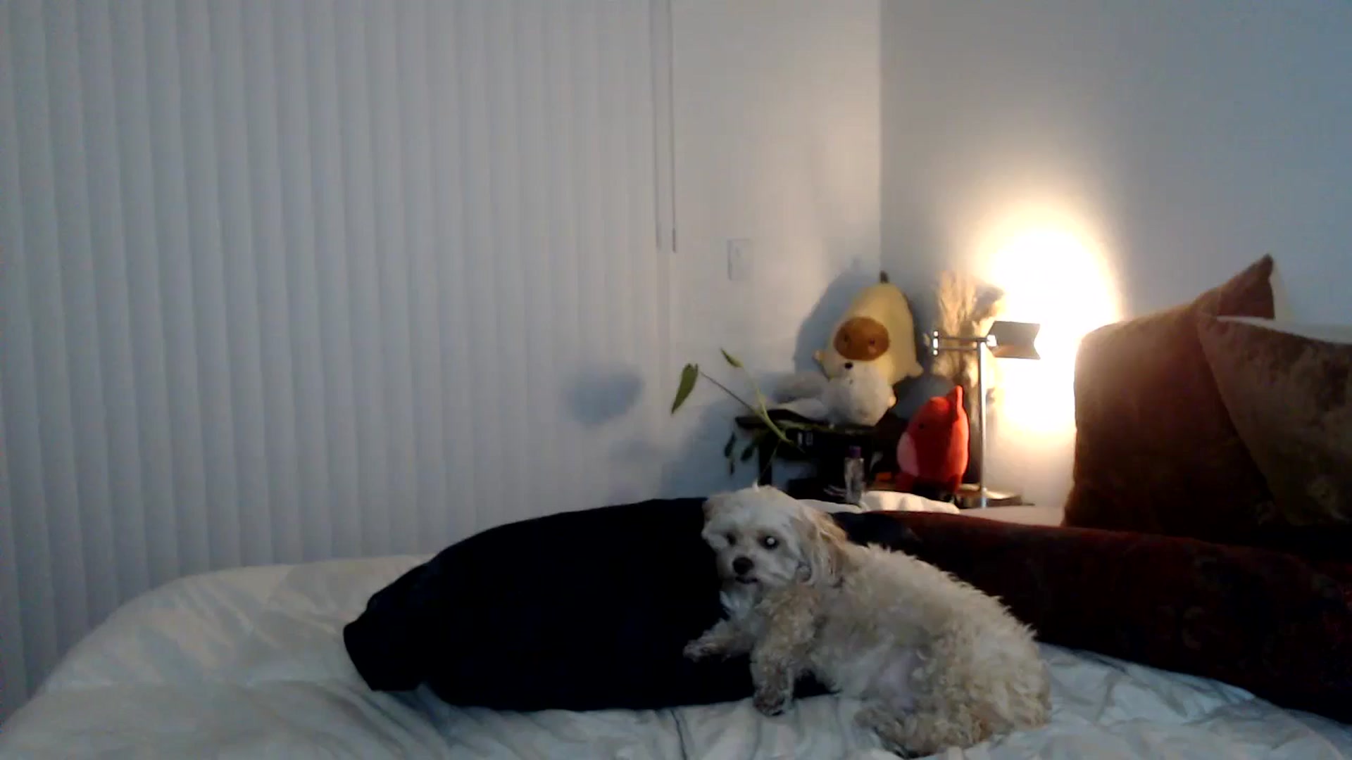Gallery image thumbnail from Lil_bunniii's myfreecams stream on, 05/11/2024, 08:00 image 19 of 20