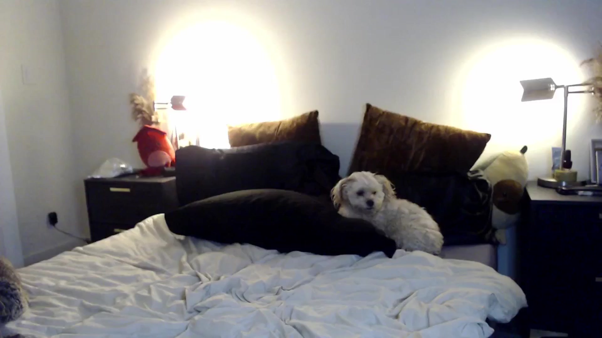 Gallery image thumbnail from Lil_bunniii's myfreecams stream on, 08/10/2024, 08:00 image 14 of 20