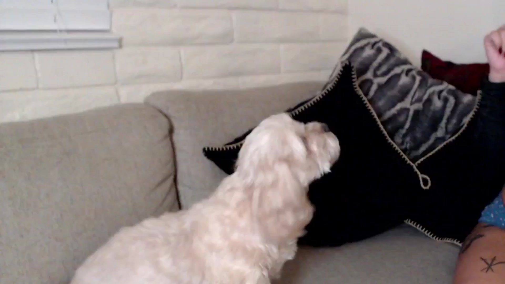 Gallery image thumbnail from Lil_bunniii's myfreecams stream on, 10/17/2024, 06:17 image 3 of 20
