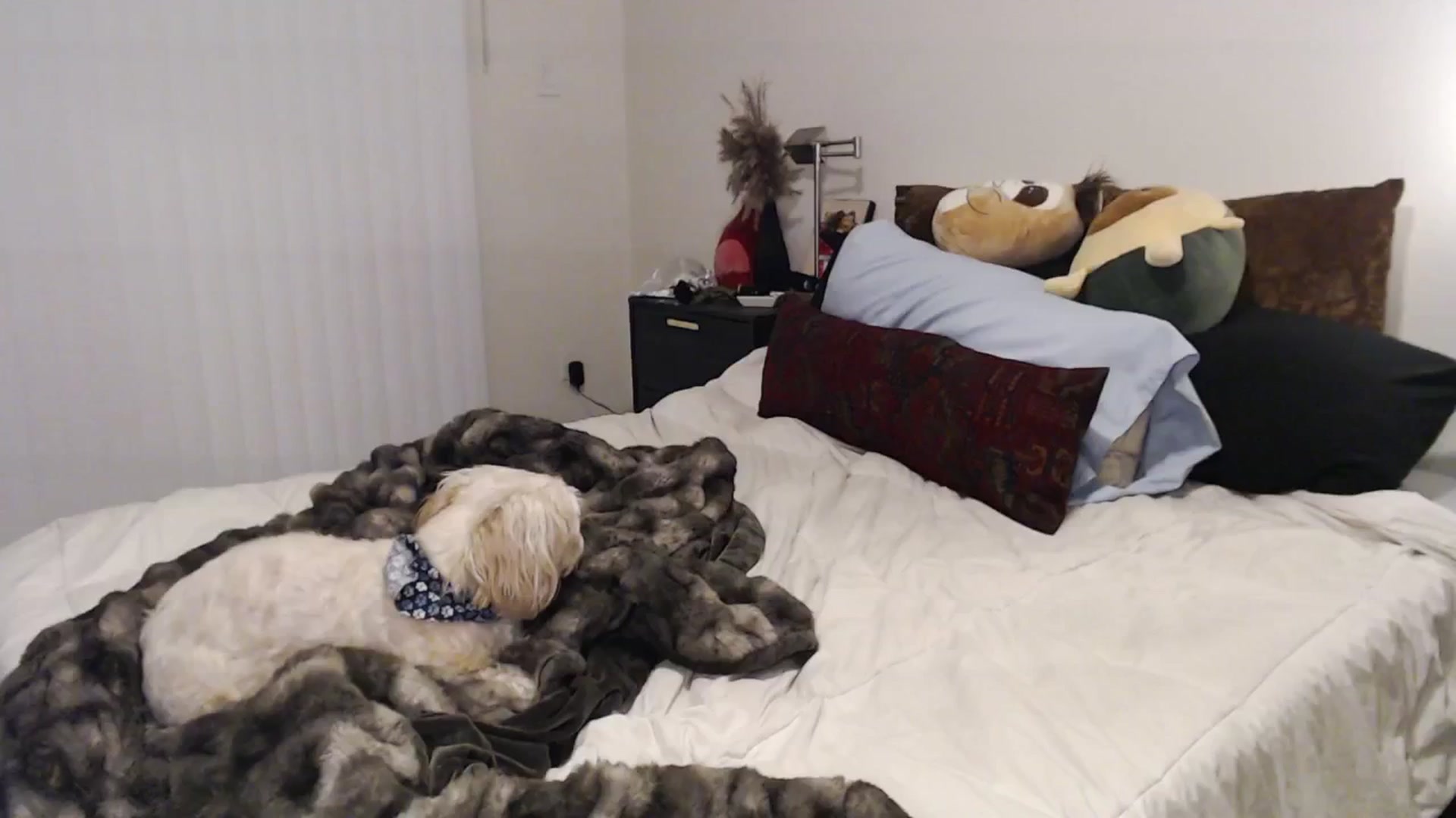 Gallery image thumbnail from Lil_bunniii's myfreecams stream on, 02/08/2025, 10:35 image 16 of 20