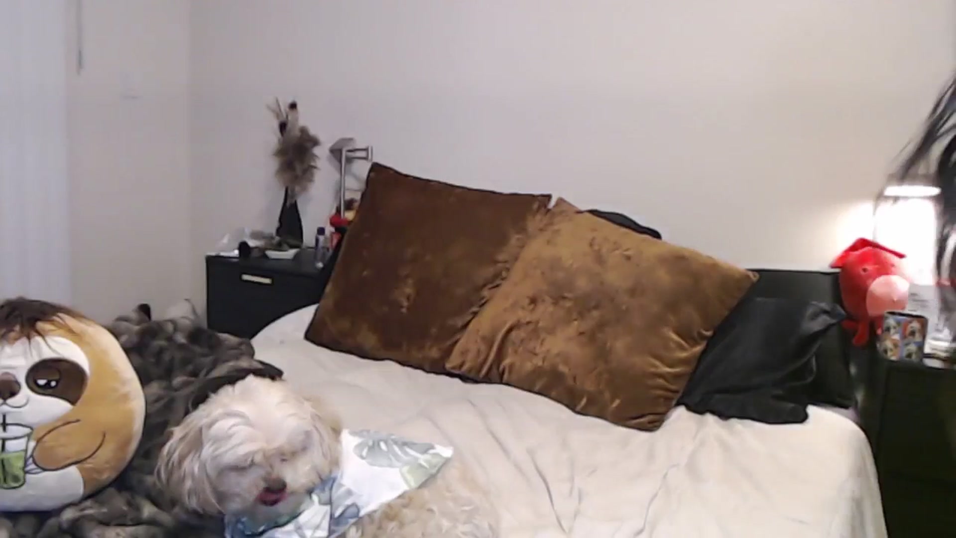 Gallery image thumbnail from Lil_bunniii's myfreecams stream on, 05/14/2025, 06:21 image 9 of 20