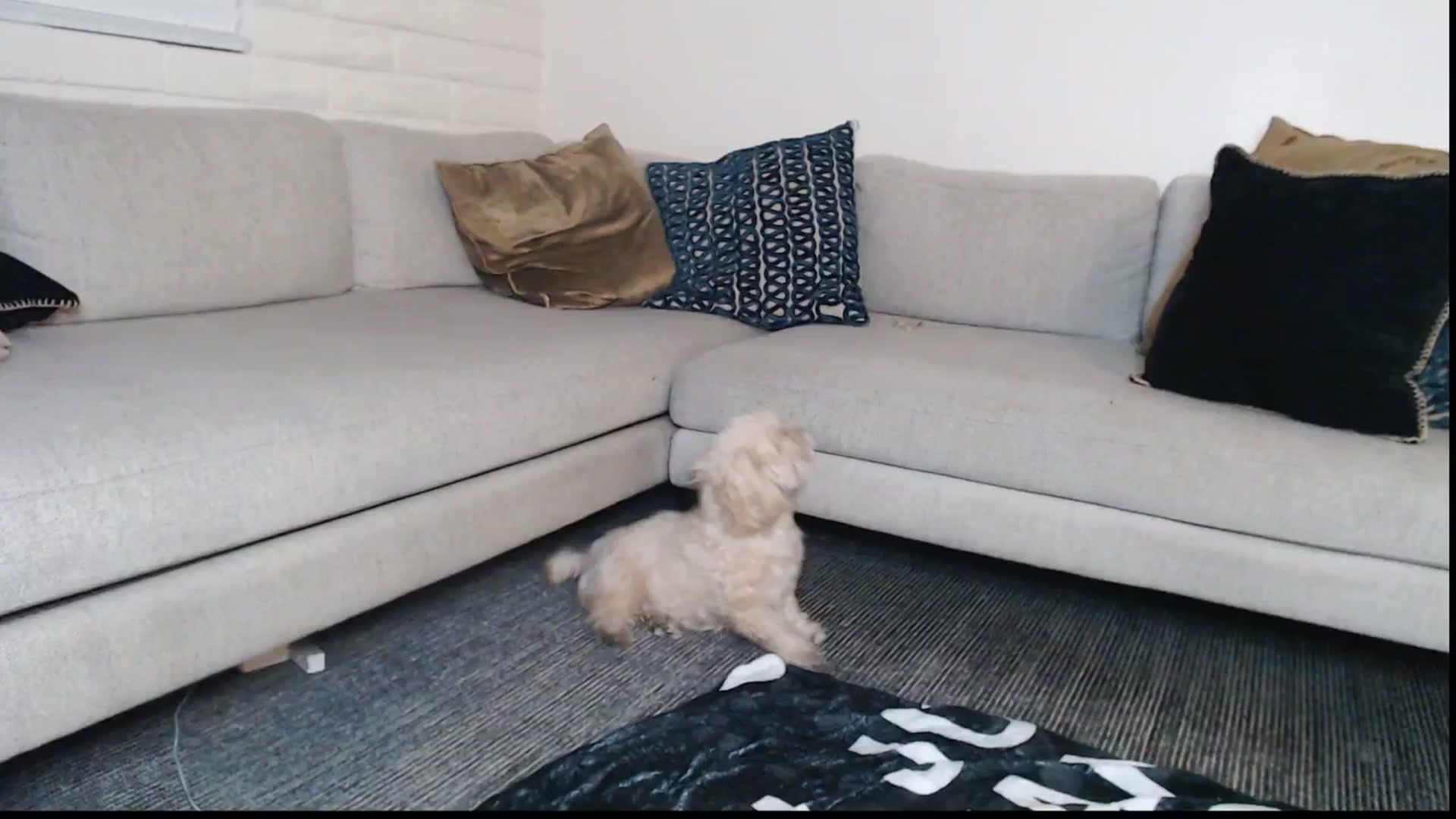 Gallery image thumbnail from Lil_bunniii's myfreecams stream on, 07/16/2025, 07:17 image 5 of 20