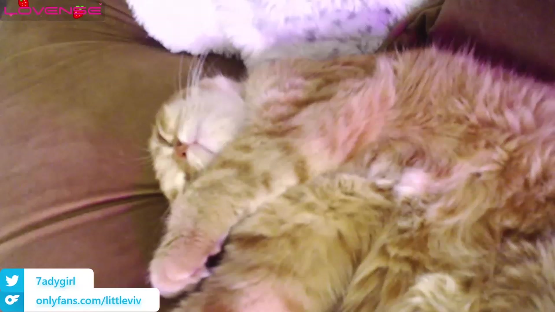Gallery image thumbnail from LittleViv's myfreecams stream on, 11/28/2022, 08:29 image 1 of 20