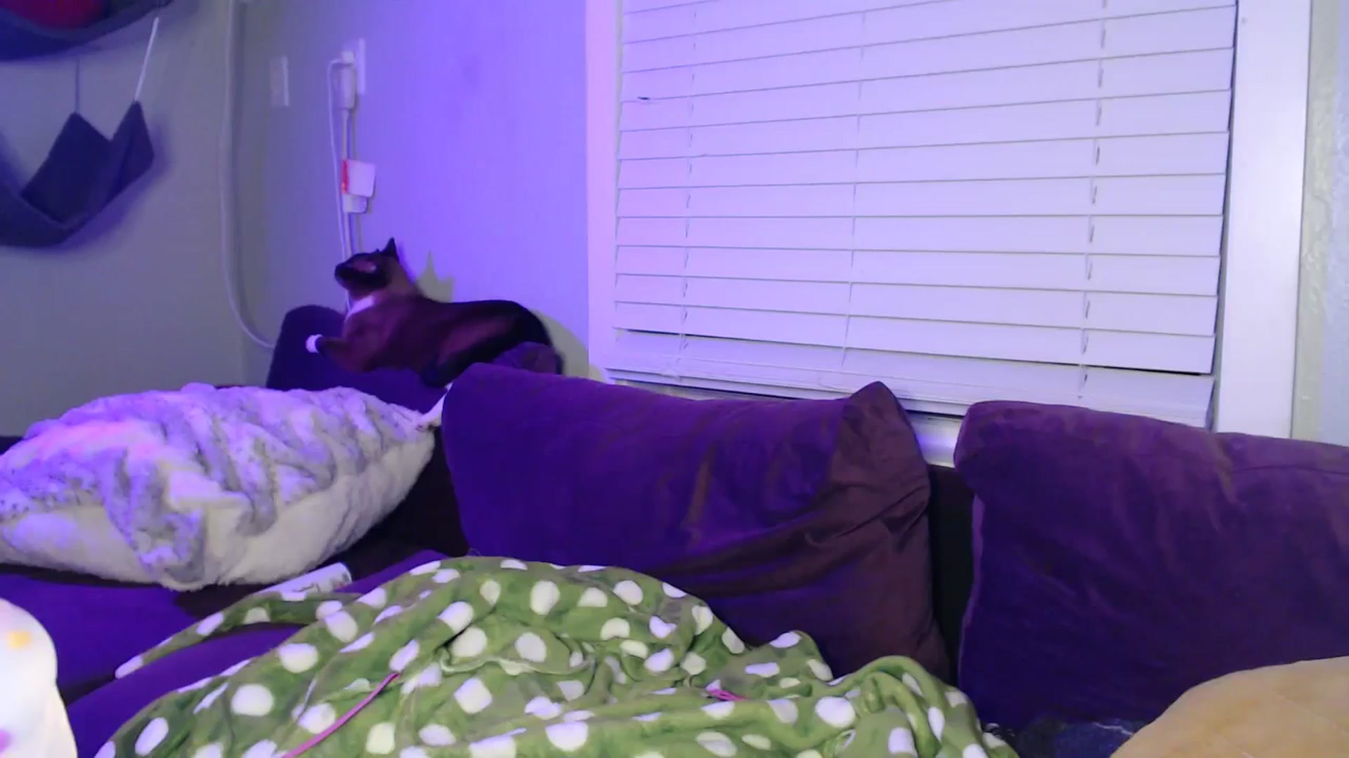 Gallery image thumbnail from LittleViv's myfreecams stream on, 01/02/2025, 06:50 image 7 of 20