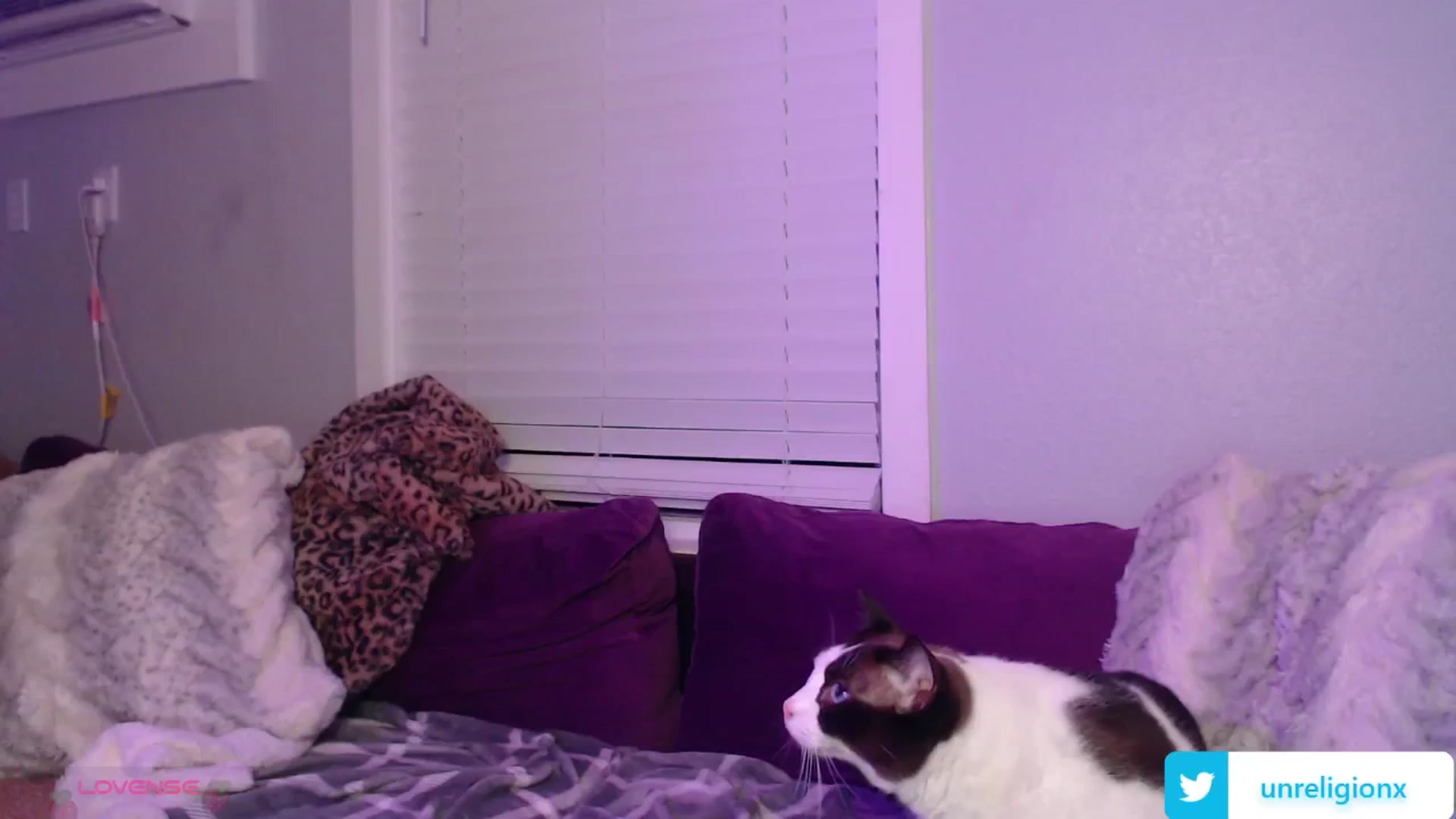 Gallery image thumbnail from LittleViv's myfreecams stream on, 01/29/2025, 06:46 image 15 of 20