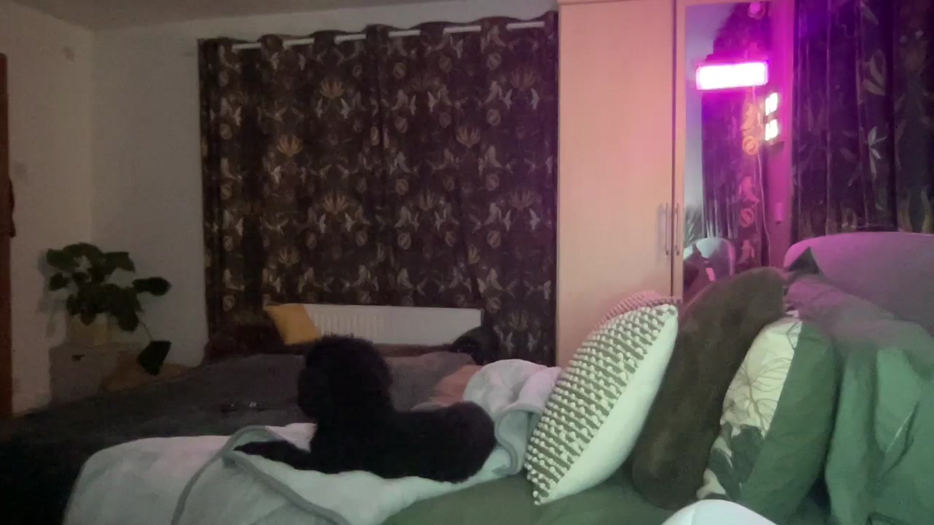 Gallery image thumbnail from Little_L's myfreecams stream on, 02/24/2024, 23:09 image 14 of 20