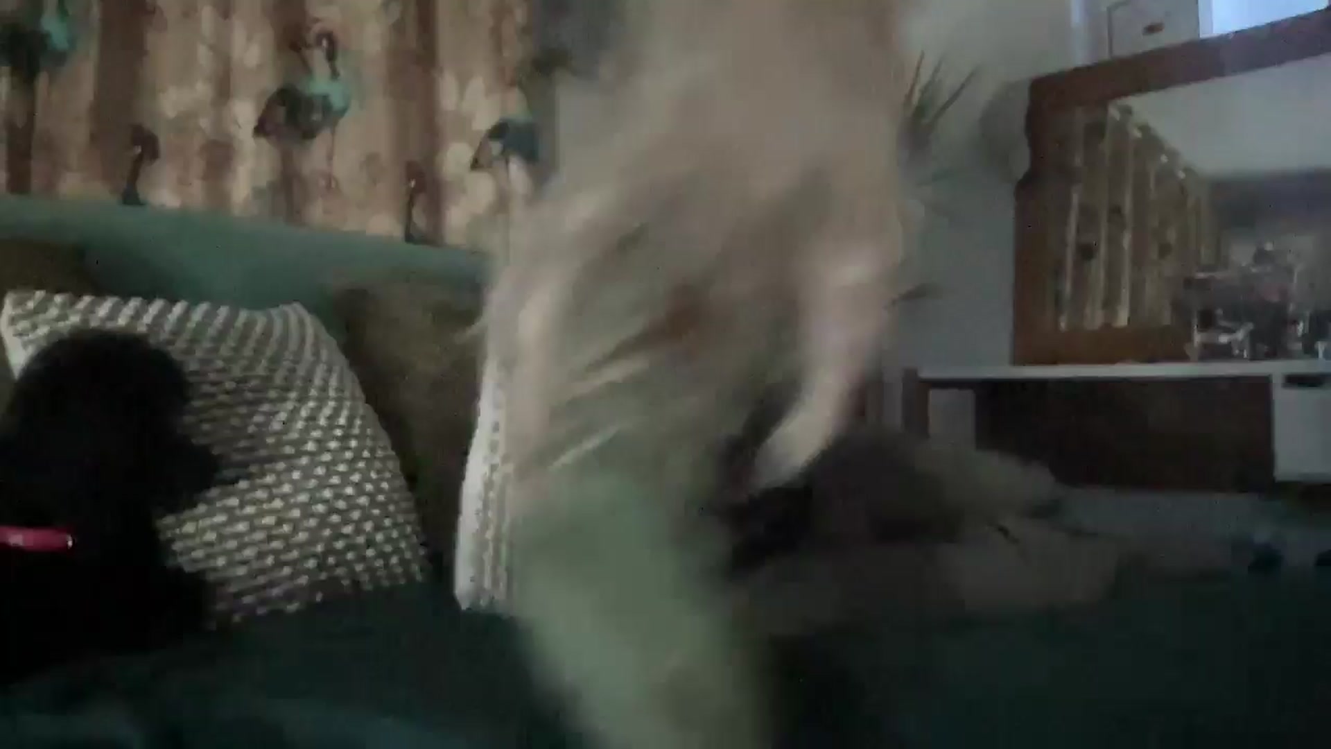 Gallery image thumbnail from Little_L's myfreecams stream on, 05/18/2024, 20:12 image 13 of 20