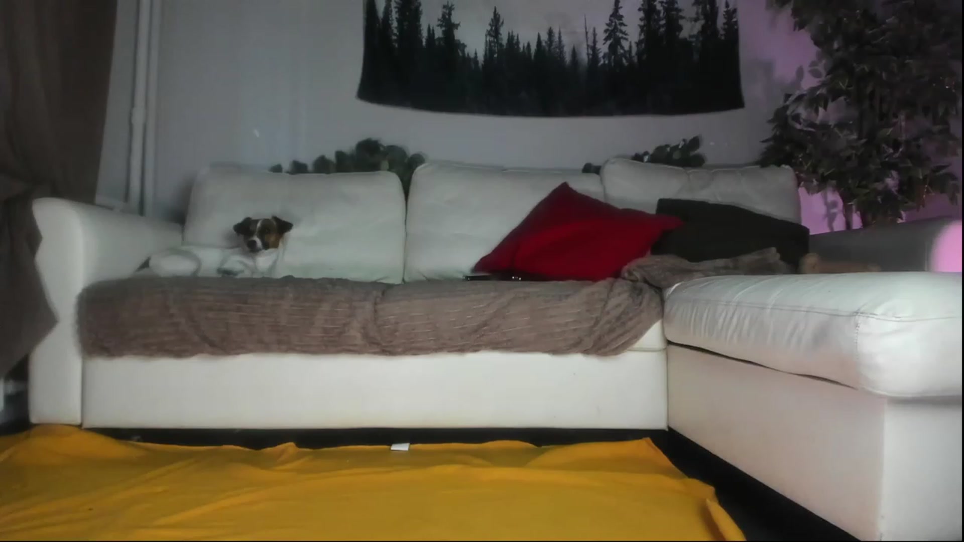 Gallery image thumbnail from Littlewetgirl's myfreecams stream on, 06/23/2023, 05:04 image 4 of 20