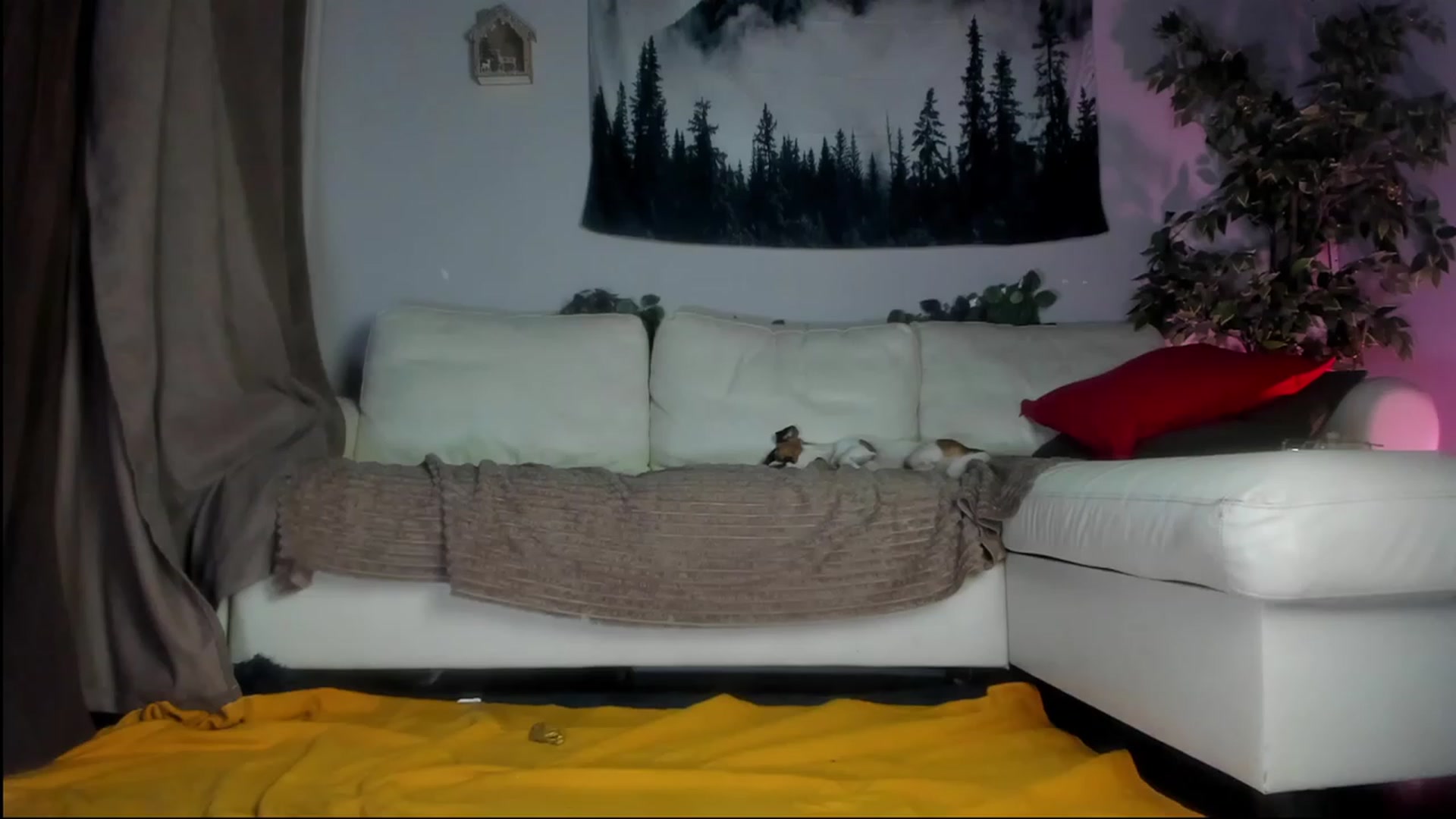 Gallery image thumbnail from Littlewetgirl's myfreecams stream on, 08/17/2023, 12:32 image 9 of 20