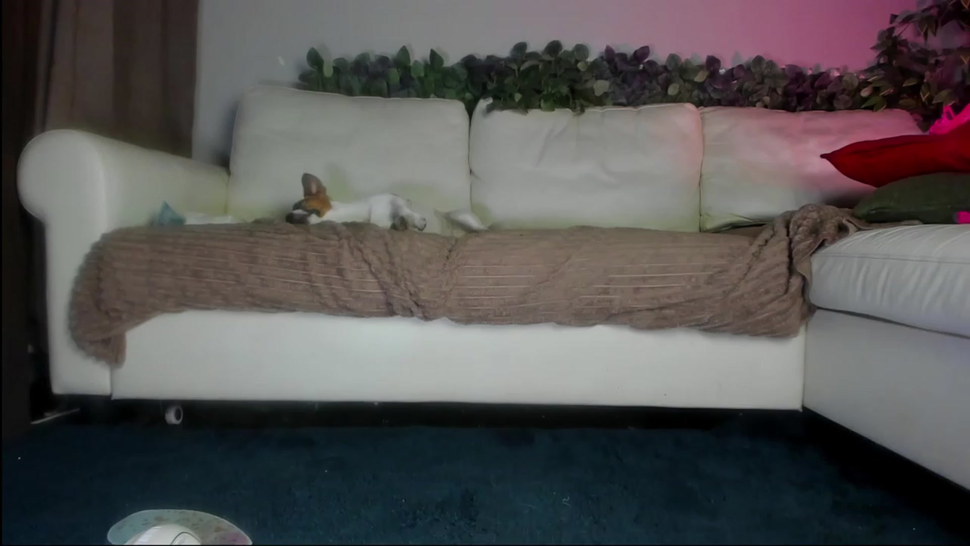 Gallery image thumbnail from Littlewetgirl's myfreecams stream on, 09/02/2023, 14:24 image 3 of 20