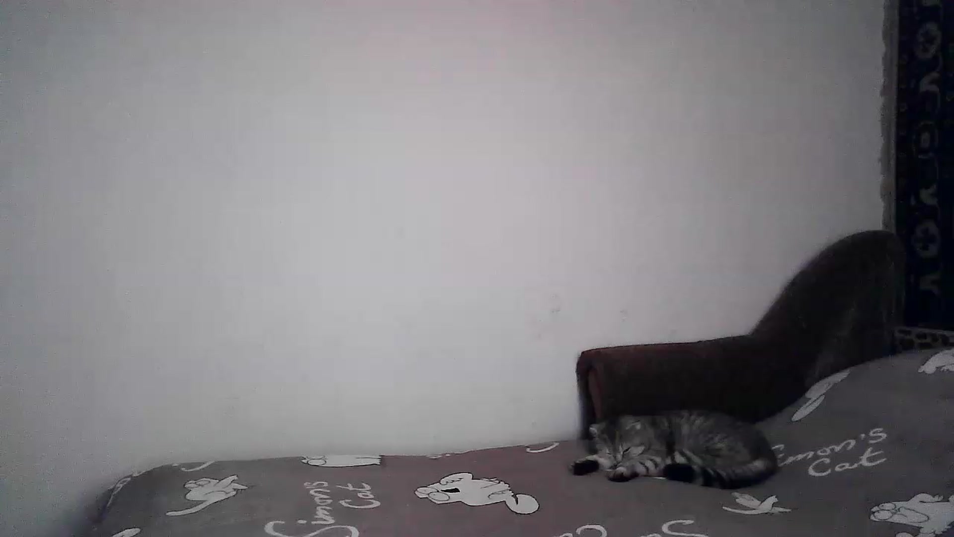 Gallery image thumbnail from LizzaW's myfreecams stream on, 04/29/2023, 17:46 image 5 of 20