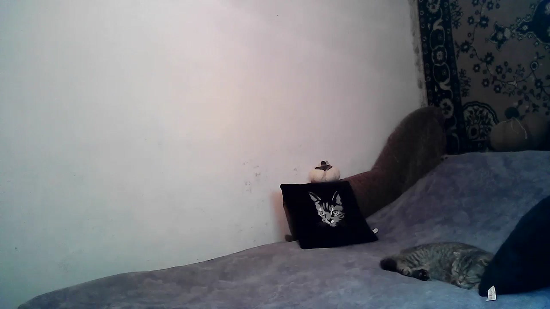 Gallery image thumbnail from LizzaW's myfreecams stream on, 02/17/2024, 17:47 image 17 of 20